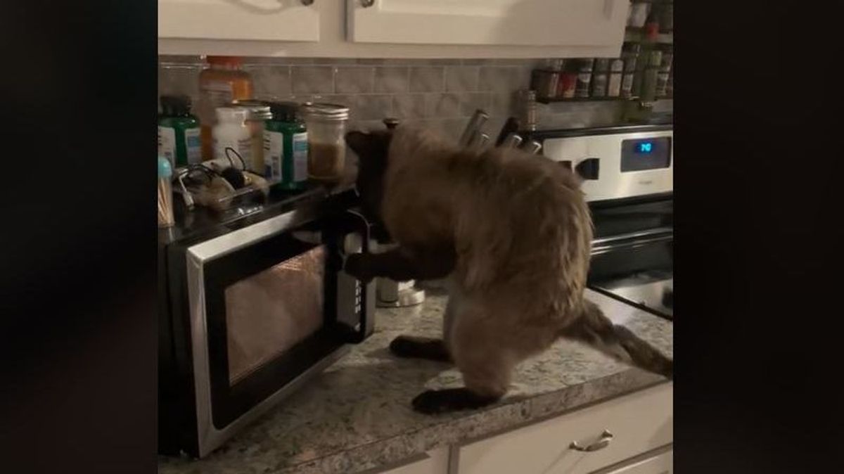Un gato de Estados Unidos se vuelve viral al intentar abrir la puerta del microondas