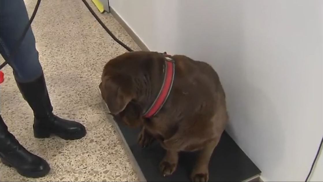 Un hospital veterinario de Lugo pone a dieta a las mascotas con sobrepeso