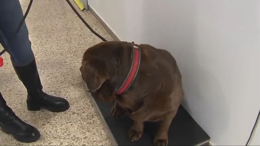 Un hospital veterinario de Lugo pone a dieta a las mascotas con sobrepeso