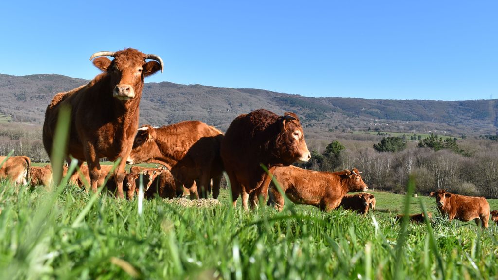 Galicia detecta un nuevo caso de la enfermedad de las vacas locas en Pontevedra