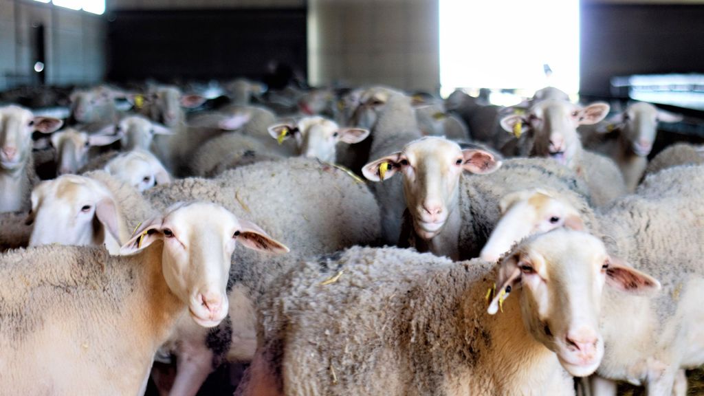 ¿Qué es la viruela ovina que ha hecho saltar las alarmas en Castilla-La Mancha?