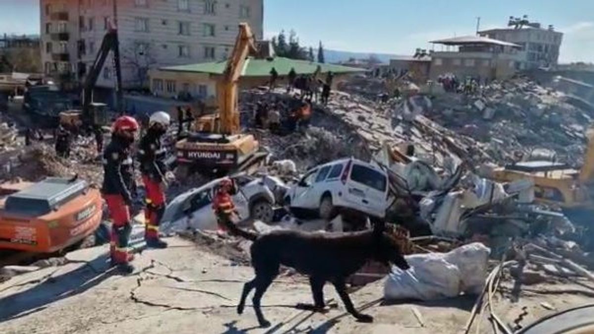 Nico, Otan y Spi, los perros de la UME que buscan supervivientes de los terremotos en Turquía