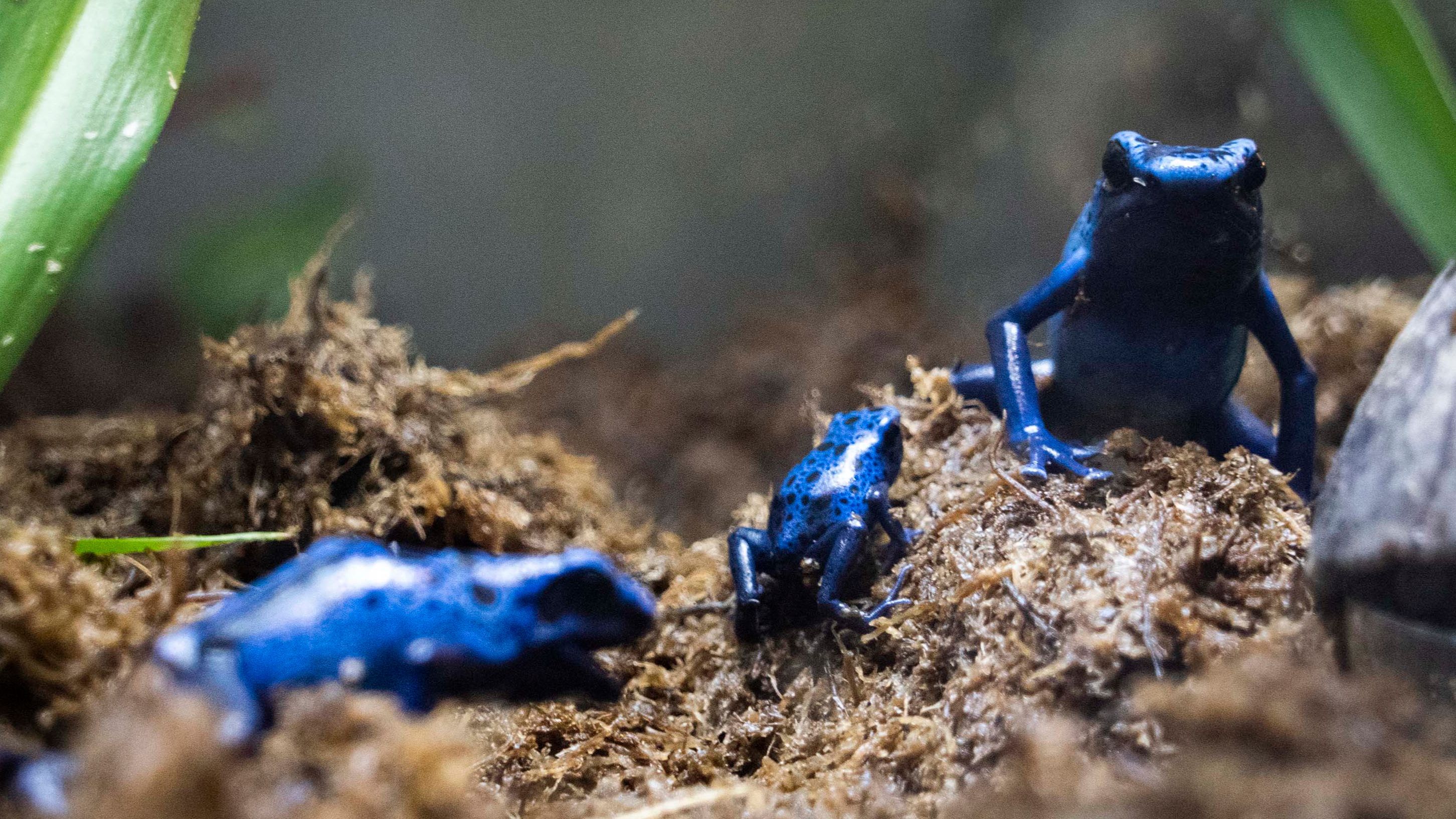 Bioparc Valencia logra reproducir con éxito la rana veneno azul