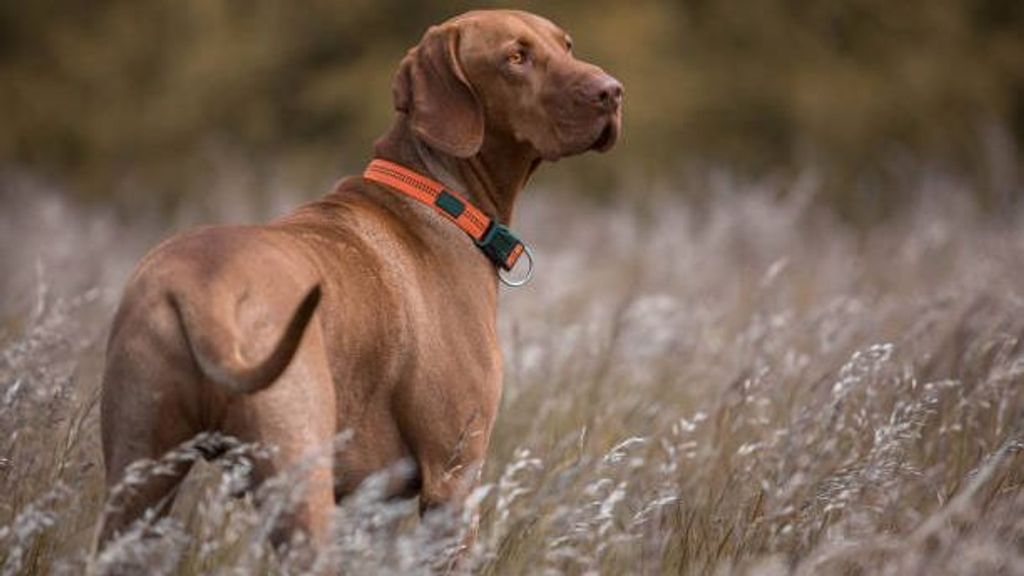 PACMA lamenta el "día negro" para los animales tras la aprobación de una Ley que supone un "retroceso" de décadas