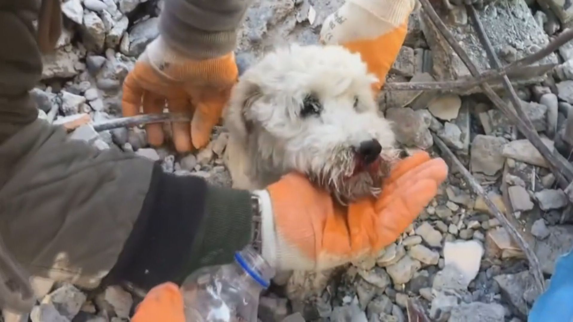 Rescatan con vida a un perro sepultado hasta la cabeza por los escombros del terremoto en Turquía