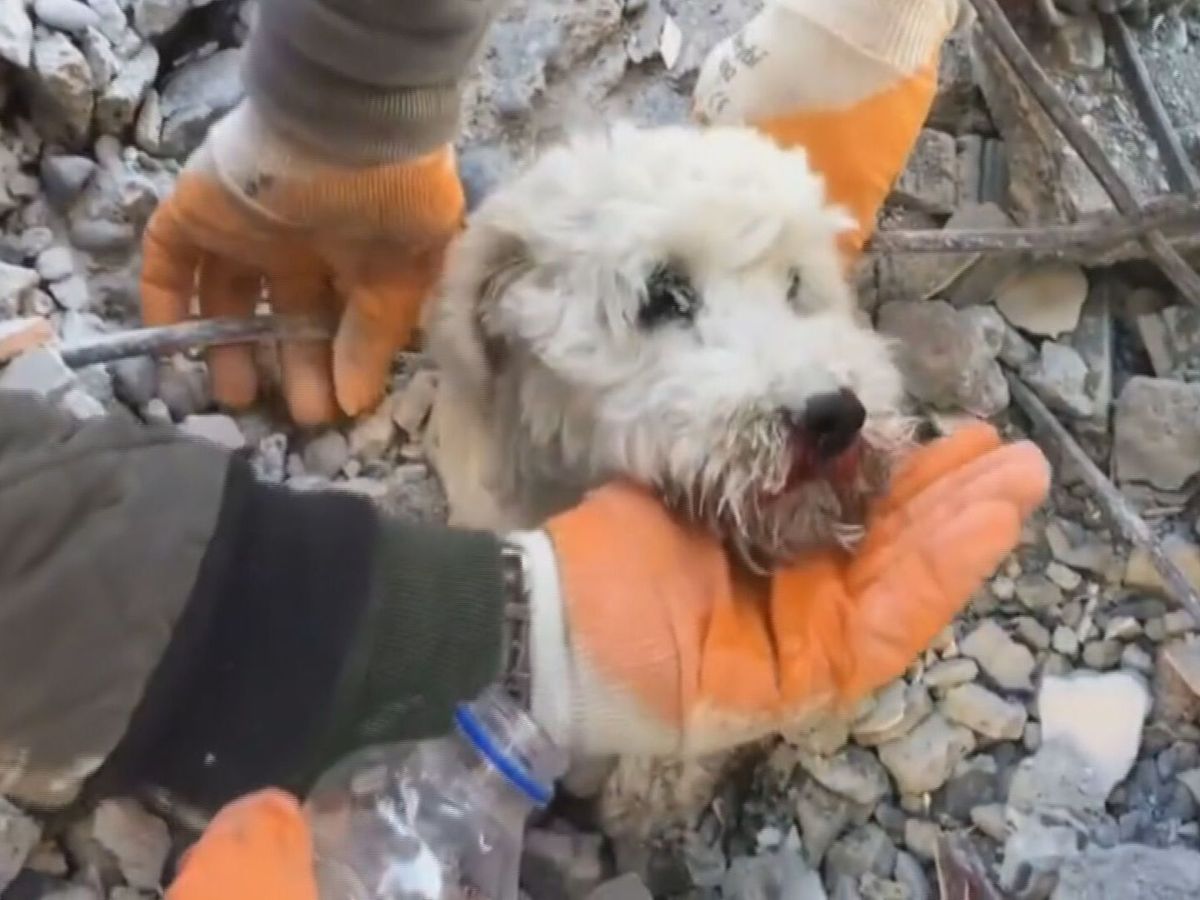 Terremoto en Turquía y Siria: el rescate de un perro sepultado hasta la  cabeza