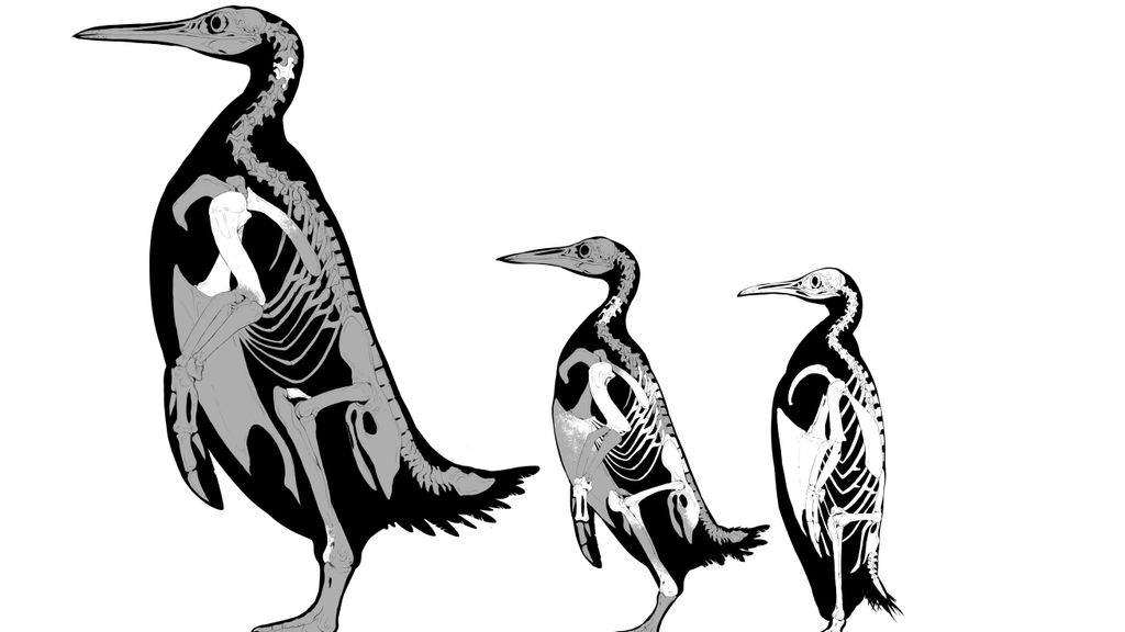 Ilustraciones esqueléticas de Kumimanu fordycei, Petradyptes stonehousei y un pingüino emperador moderno que muestran los tamaños de las nuevas especies fósiles