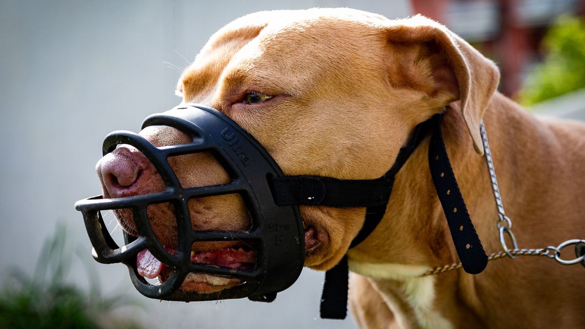 La Ley de Bienestar Animal no elimina la obligatoriedad de uso del bozal y la correa en aquellas razas de perros que las necesiten