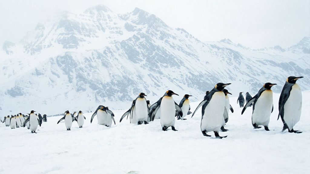 Los pingüinos vivos suelen pesar entre 22 y 45 kg