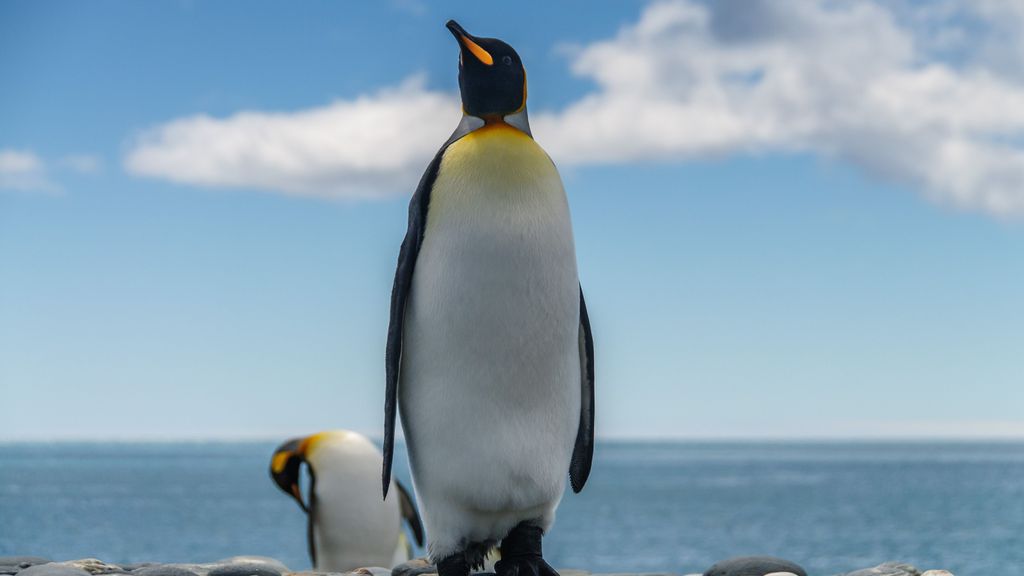 Pingüinos más grandes que los humanos vivieron en Nueva Zelanda