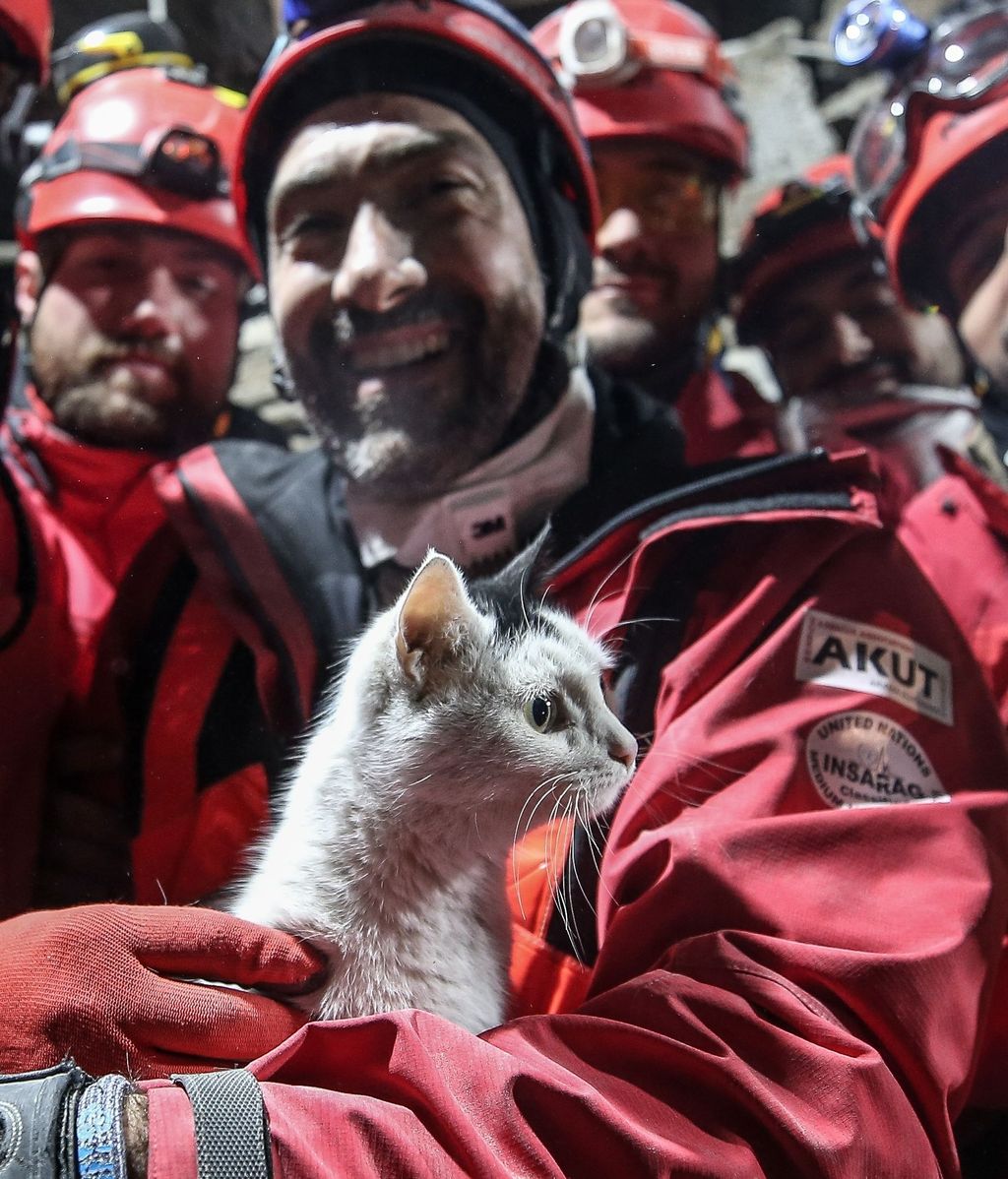 Rescatan a un gato con vida de los escombros en Hatay