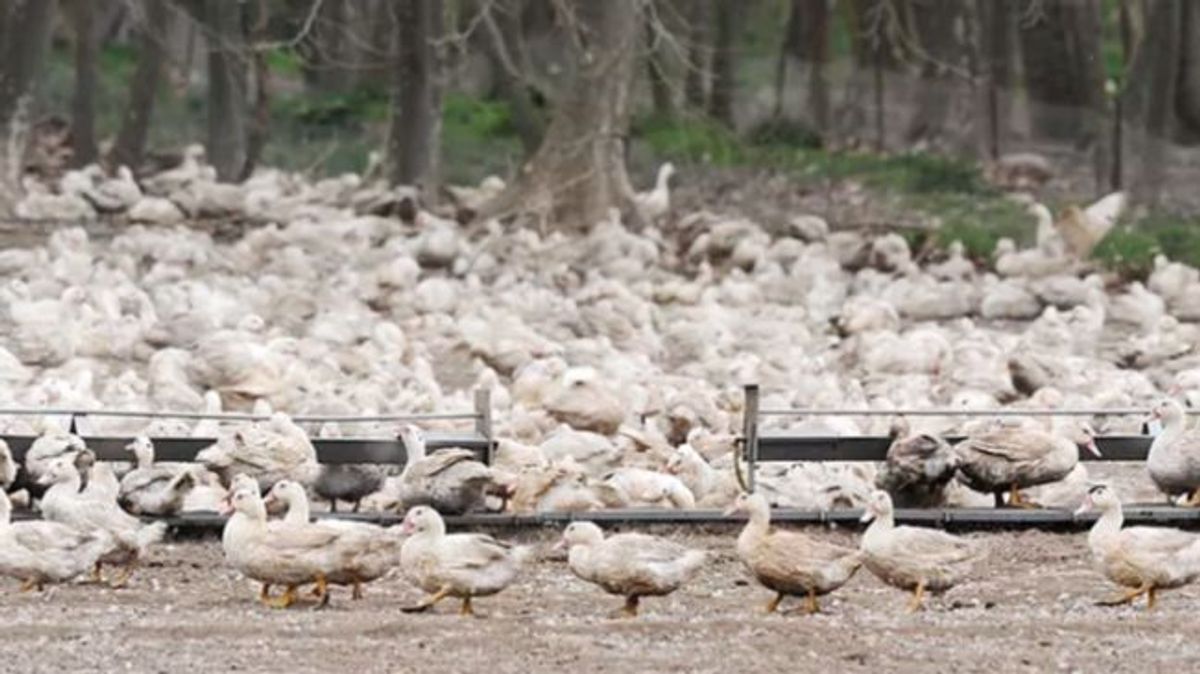Sacrifican 87.000 aves por un caso de gripe aviar en una granja de Lleida