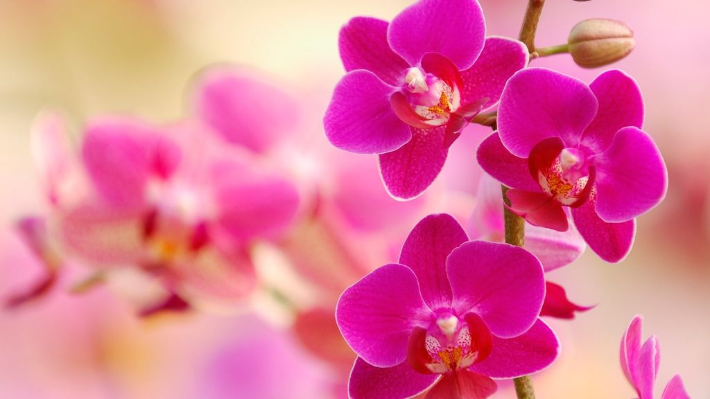 La orquídea podrá vivir en ambientes húmedos.