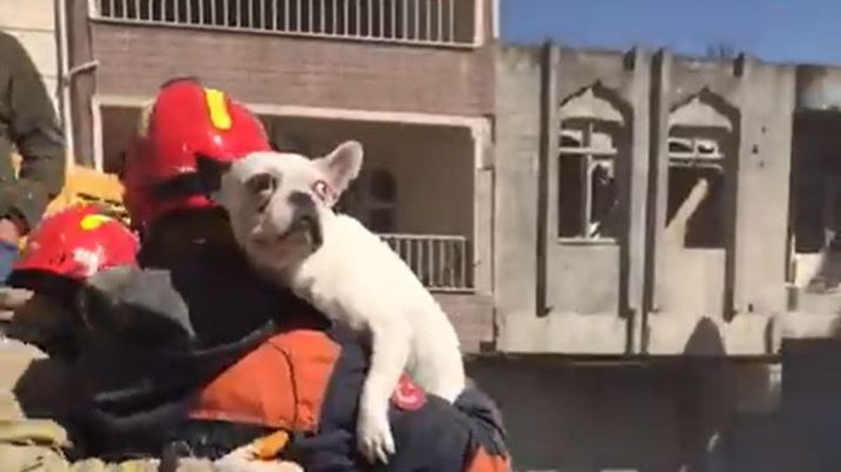 Un perro, rescatado de los escombros en Hatay: la familia que le cuidaba murió por los terremotos