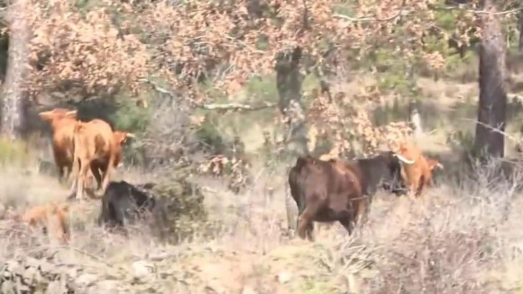 Las vacas del Marqués de Quintanar