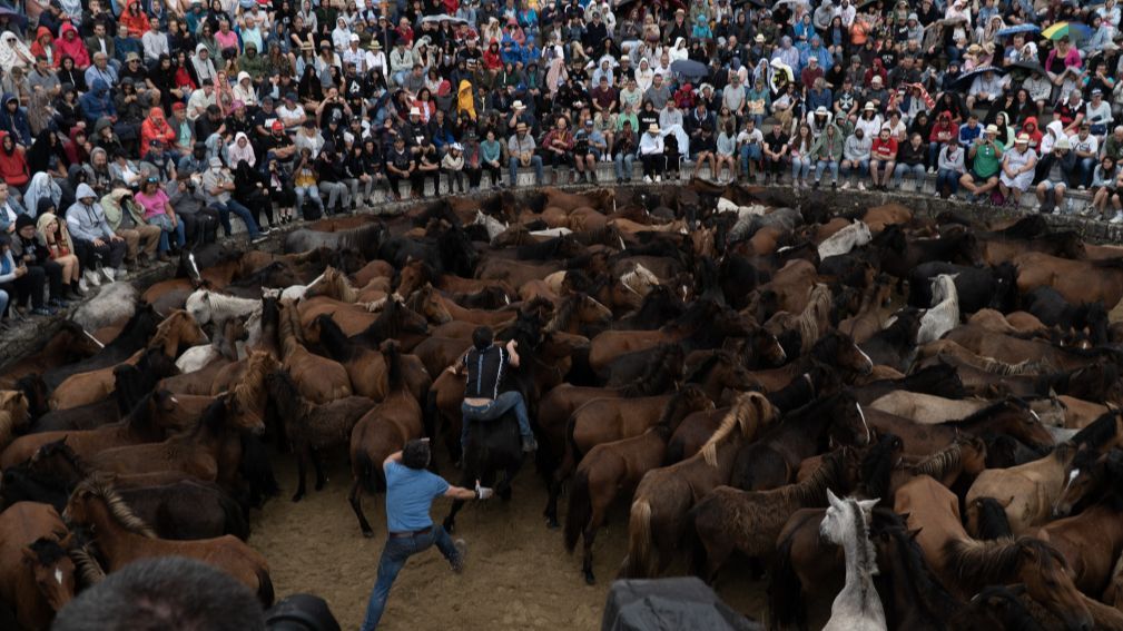 'Aloitadores' cortando las crines de las bestas en el curro, durante la celebración de la rapa (archivo).