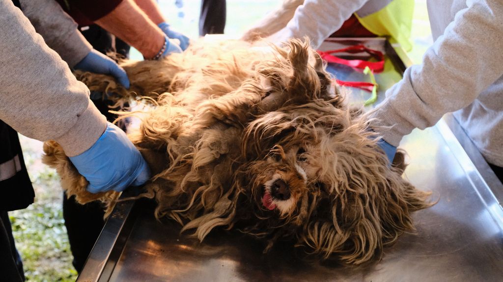 Animales rescatados con vida y atendidos por veterinarios en Hatay