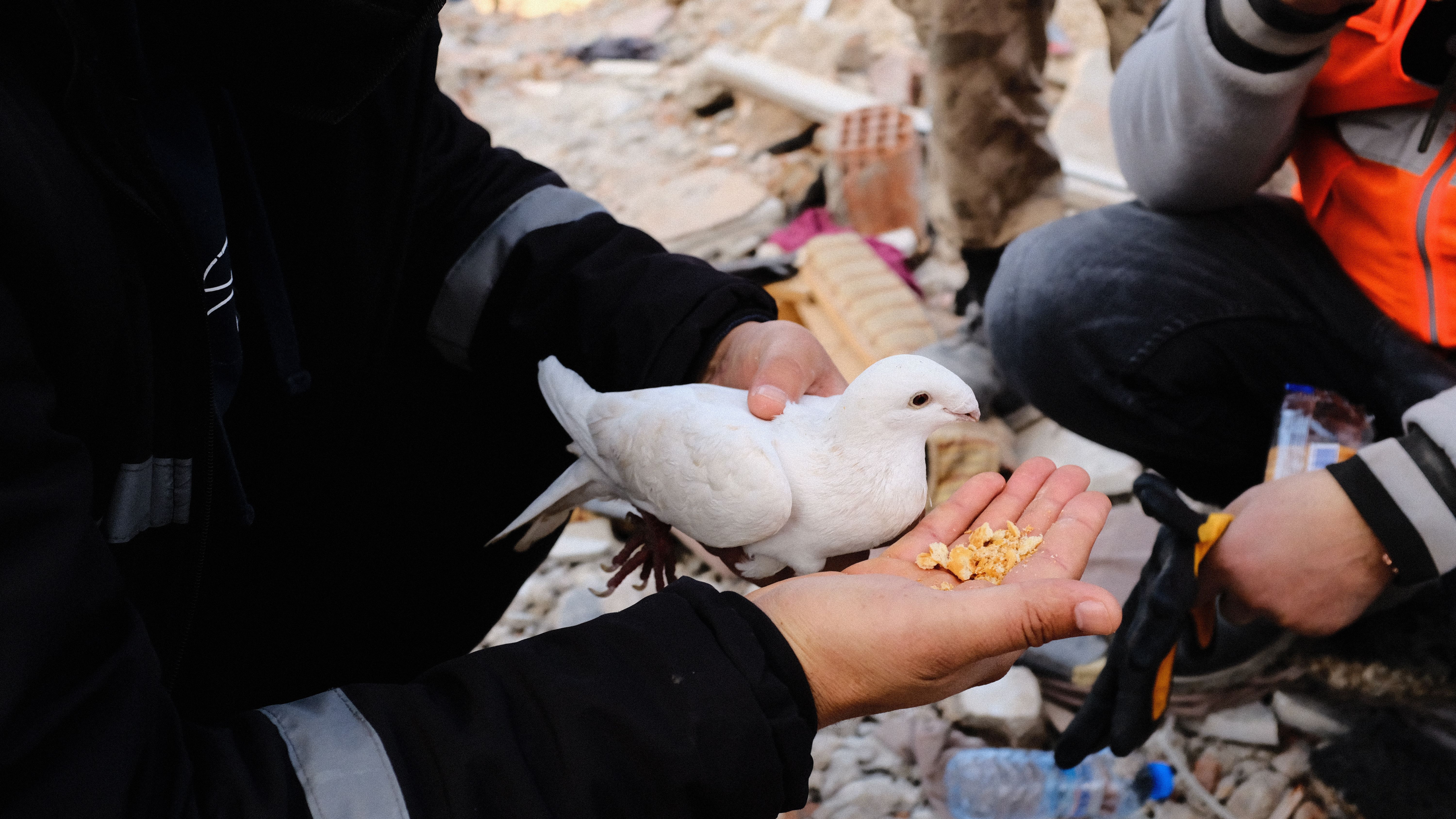 Atención a los animales afectados por los terremotos en Hatay