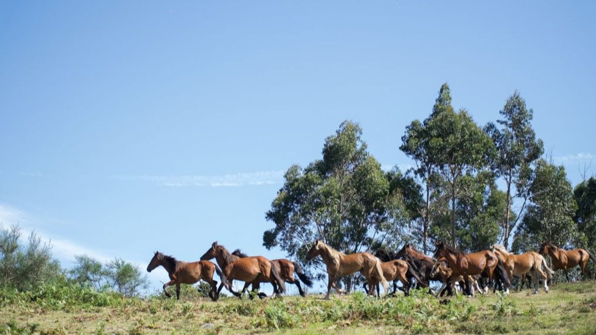 Caballos en los montes de Sabucedo.