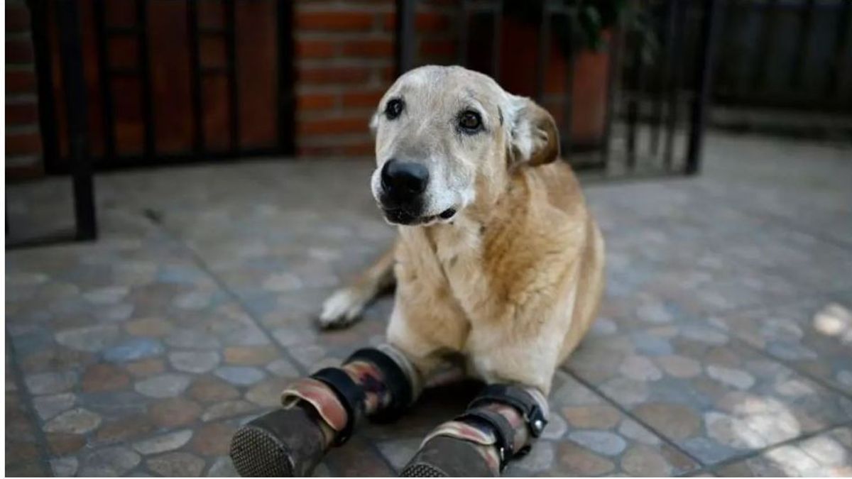 Pay de limón, el perro al que los narcos le mutilaron las patas, candidato a mascota del año en EEUU