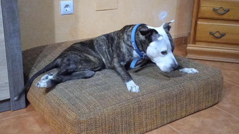 Kira, perra paraplégica desaparecida