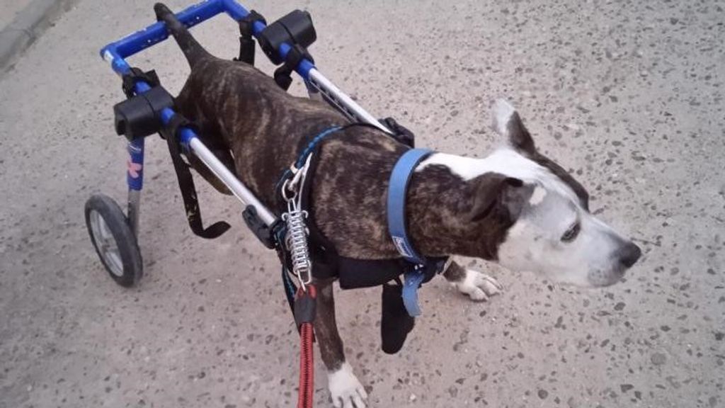 Kira, perra parapléjica desaparecida en Velada, Toledo