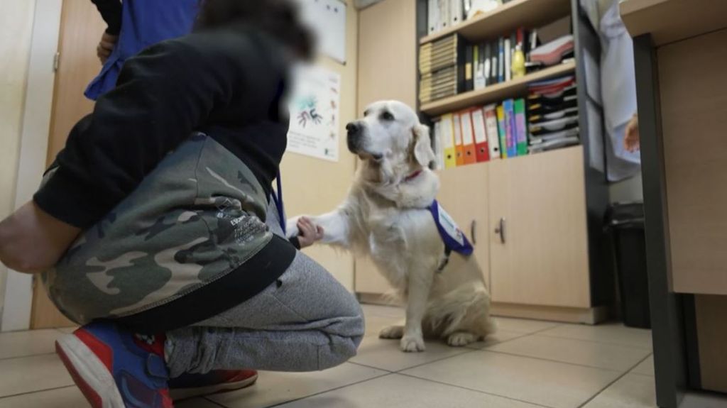 Salud mental de los menores: cuando ven a perros en las terapias quieren volver