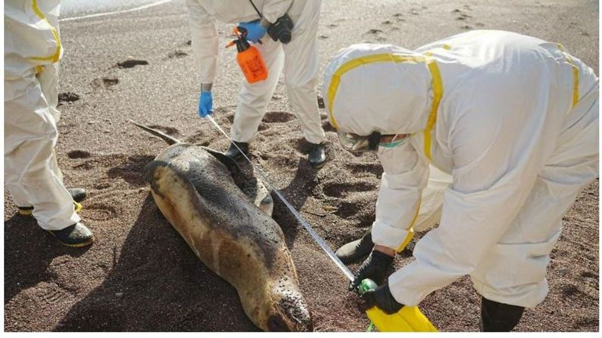 Un grupo de investigadores examina un lobo marino encontrado muerto, presuntamente por el virus de la agripe aviar.