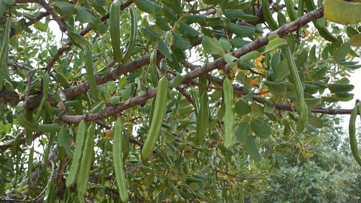 Algarrobas en el árbol