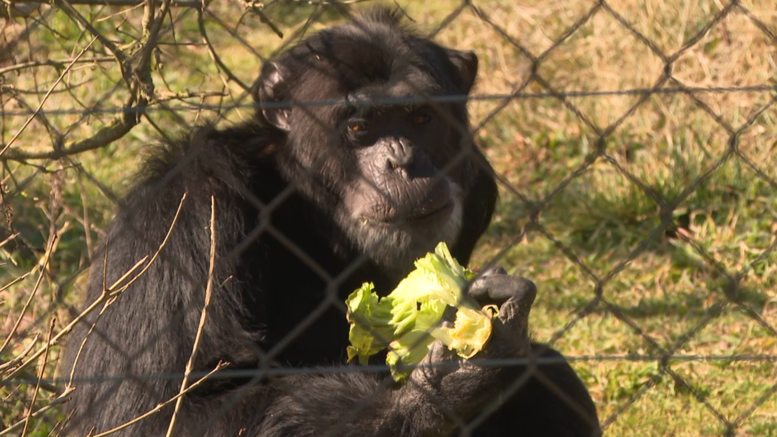 La dieta de 17 primates maltratados en un centro de rehabilitación en Riudellots