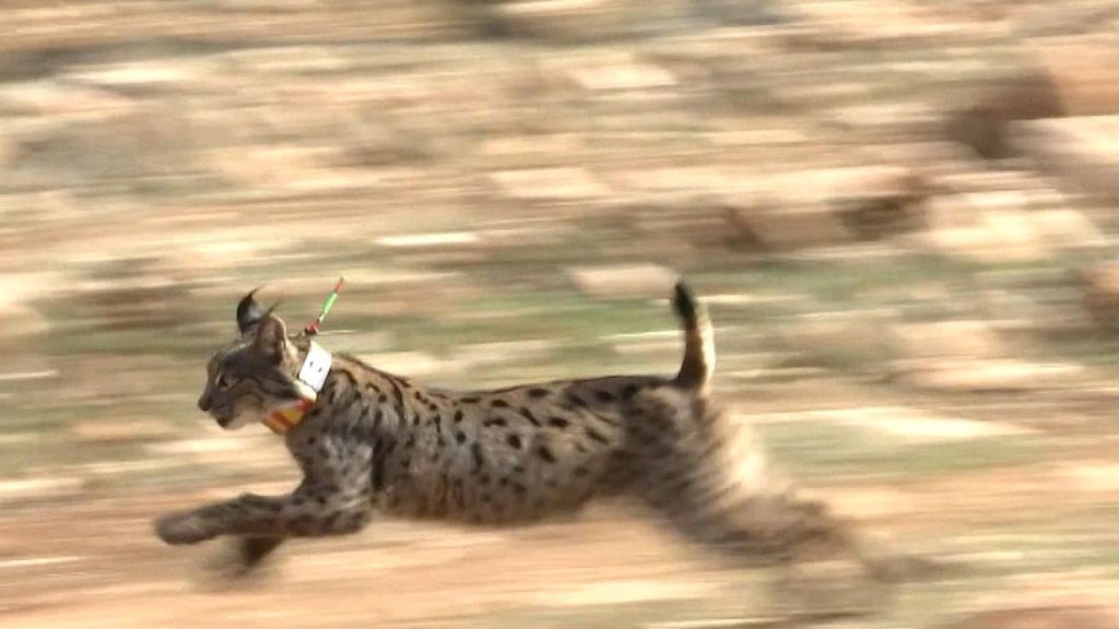 La población de linces en Granada cuenta con cuatro ejemplares más: Tabby, Tanit, Trevélez y Tenebrio