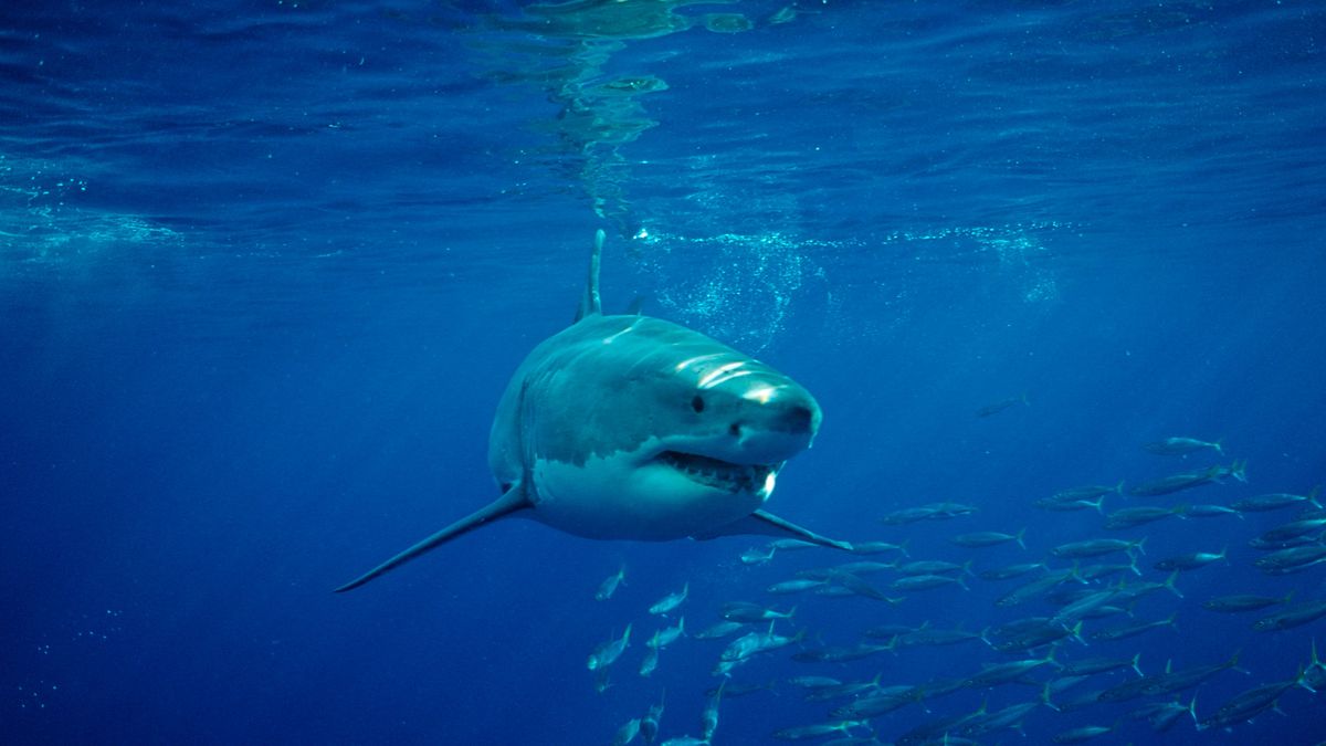 Muere un turista devorado por un tiburón en una playa de Nueva Caledonia: habían reabierto días antes