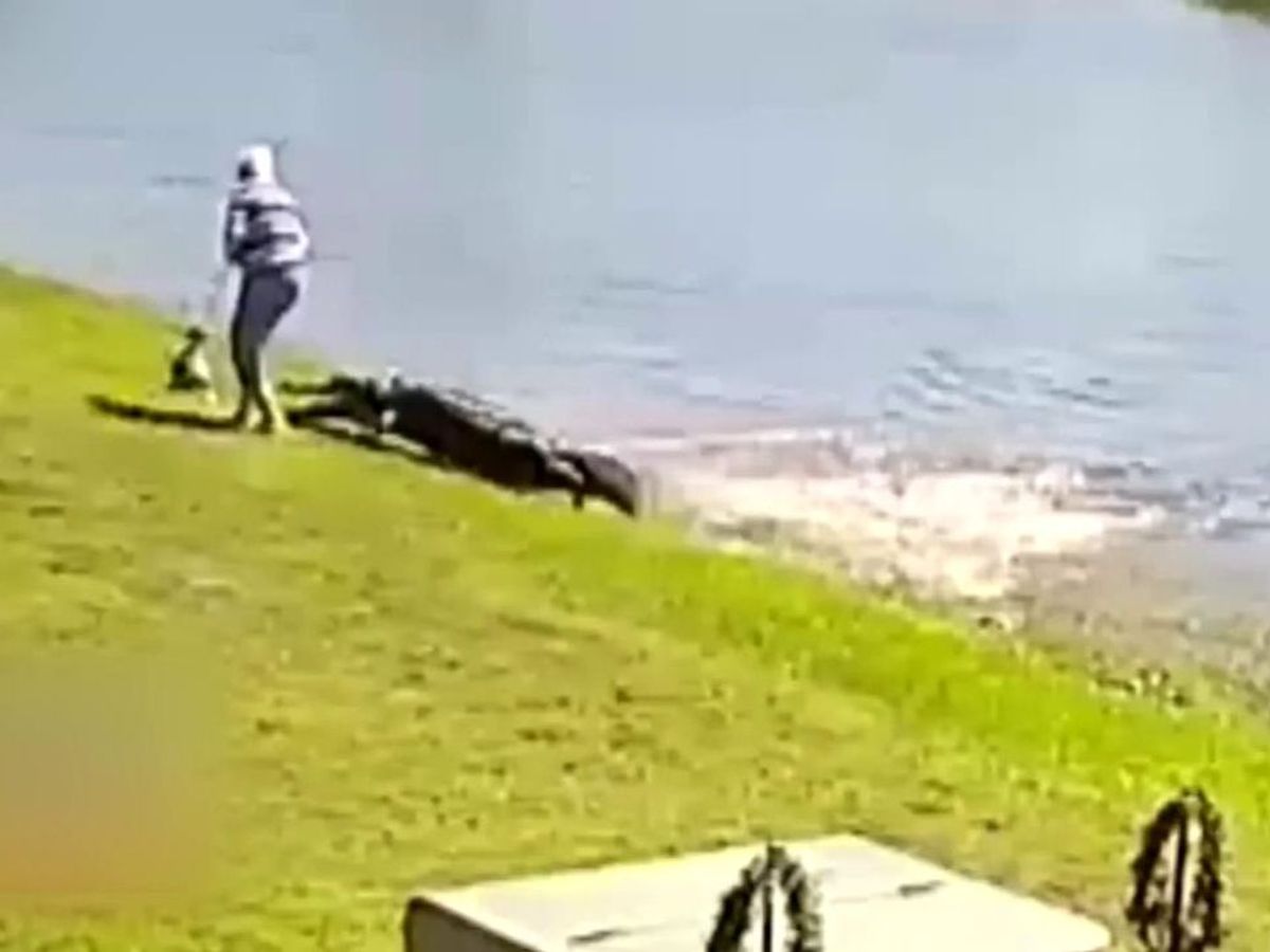 Una anciana muere tras el ataque de un caimán en Florida
