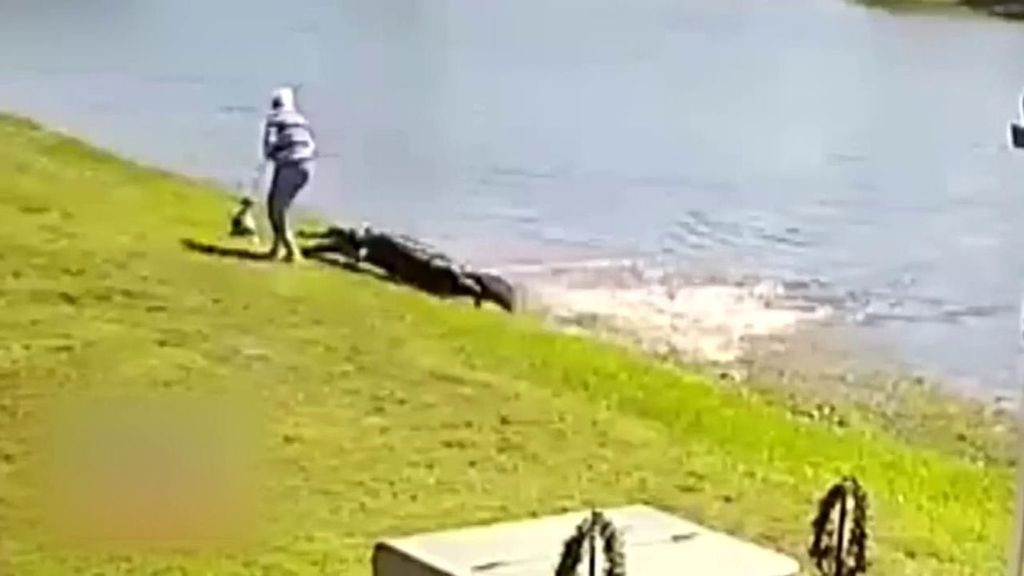 Una mujer de 85 años, muere tras las envestidas de un caimán en Florida mientras paseaba a su perro