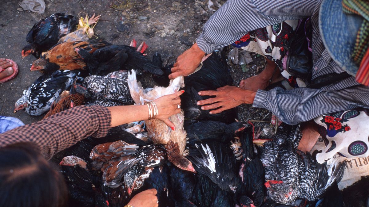 Gripe aviar, Camboya