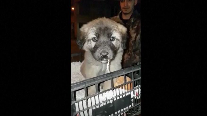 Animalistas rescatan a cientos de mascotas en el terremoto de Turquía y Siria