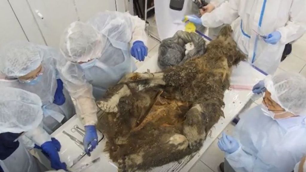 Científicos de Siberia realizan la autopsia a un oso de 3.460 años de antigüedad