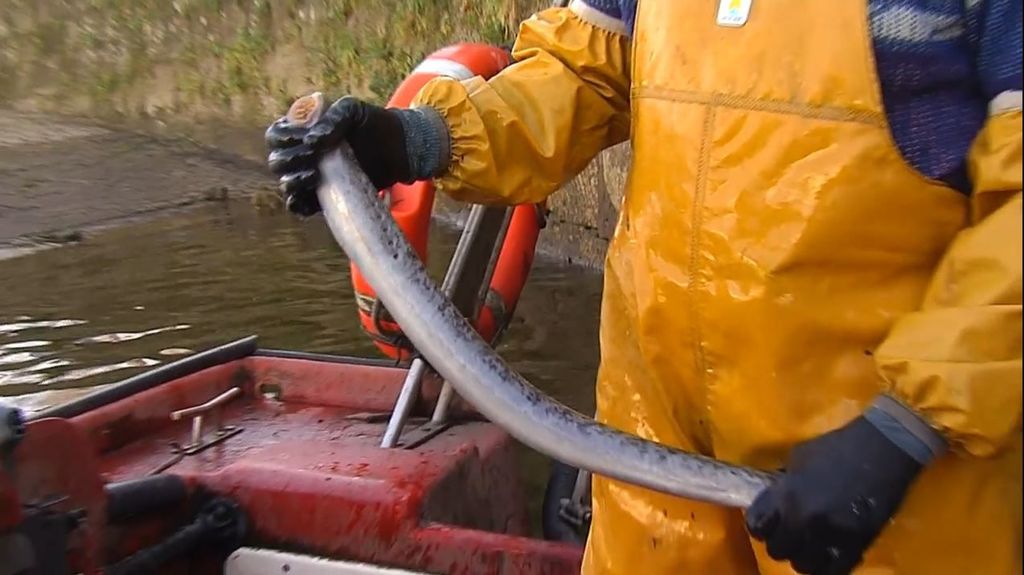 La lamprea, un pez prehistórico que levanta pasiones en los resturantes de Galicia