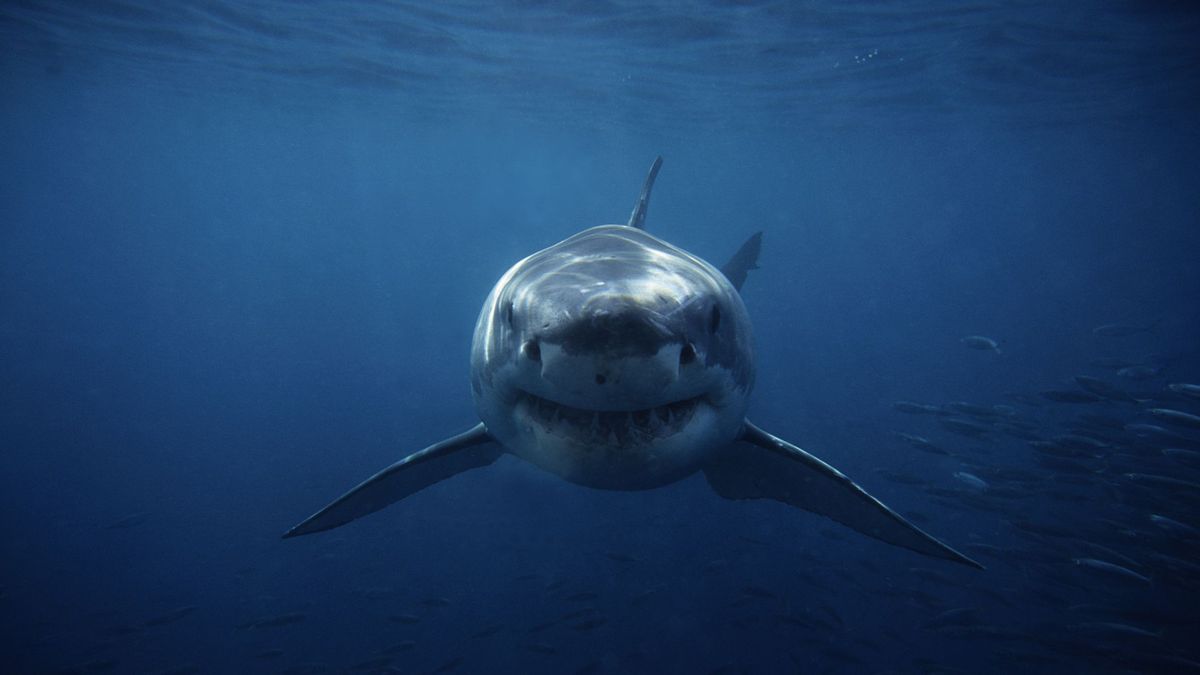 Dos pescadores hallan los restos de un joven desaparecido en el interior de un tiburón en Argentina