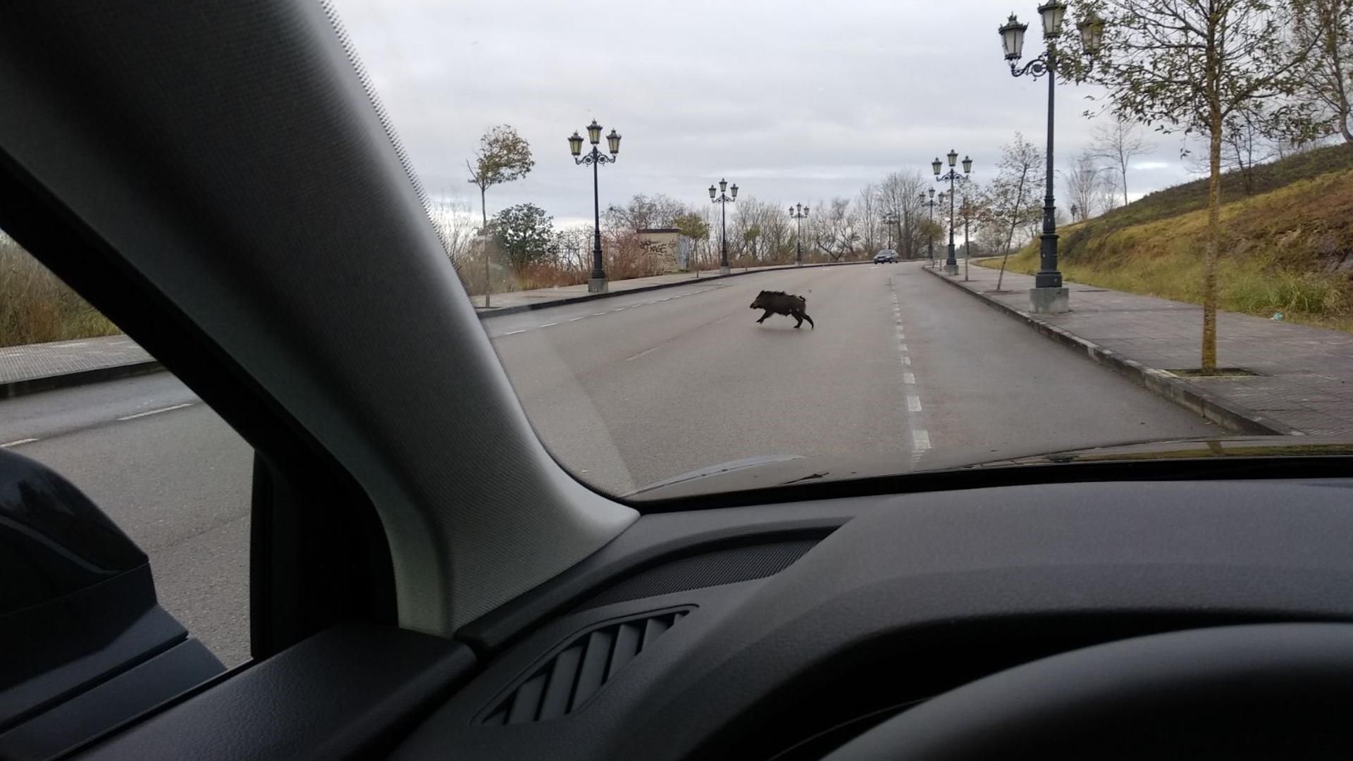 Archivo - Jabalí en la carretera