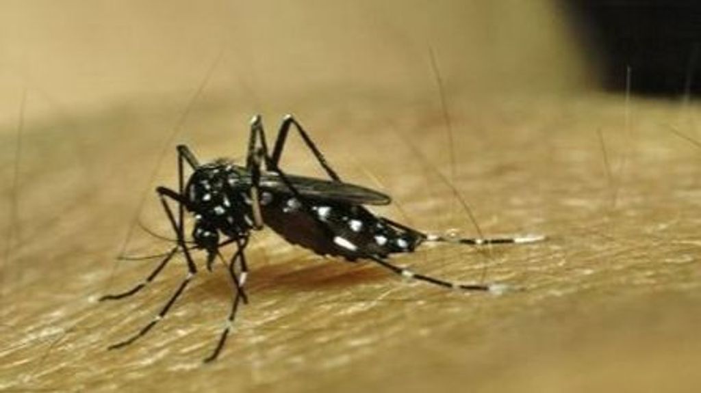 Imagen de archivo de un mosquito transmisor del dengue