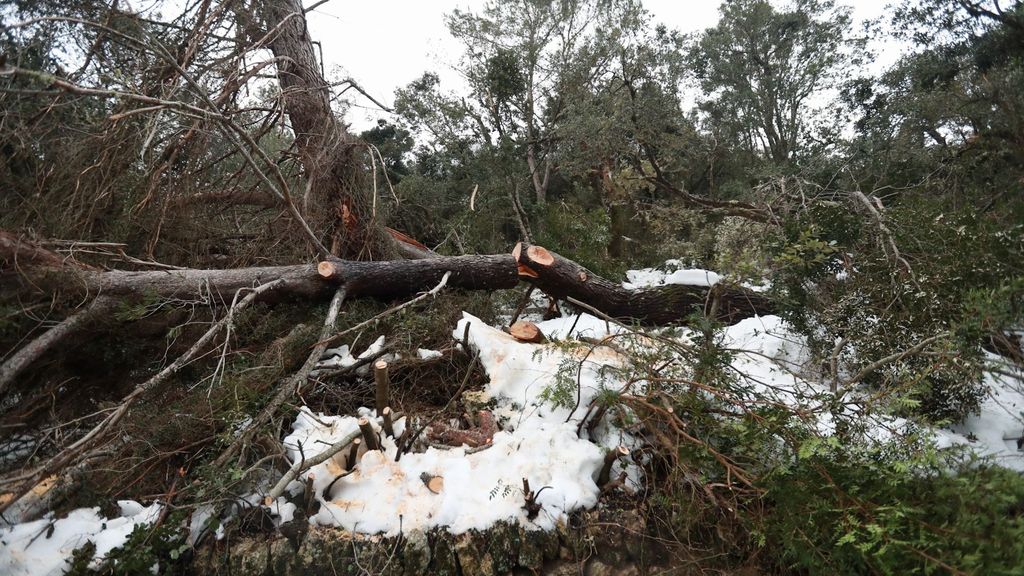 Mallorca se recupera del temporal: los destrozos que dejan la nieve y el viento