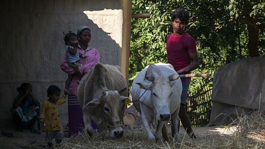 Agricultor trillando semillas de arroz de manera tradicional, usando vacas, el 7 de diciembre de 2022 en Bokakhat, India
