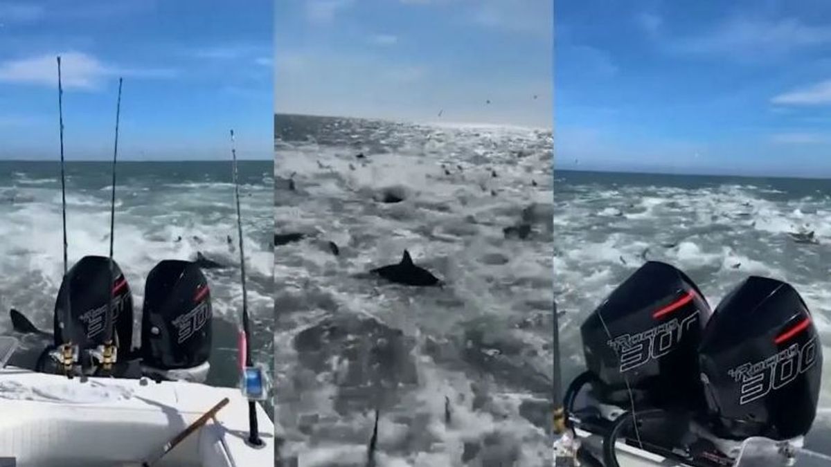 Decenas de tiburones rodean la embarcación de una pareja en EEUU