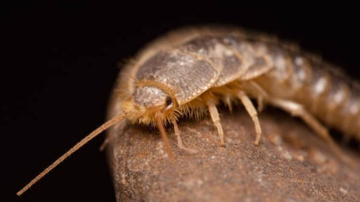 Pececillo de plata: ¿por qué debes preocuparte si ves este insecto en casa?