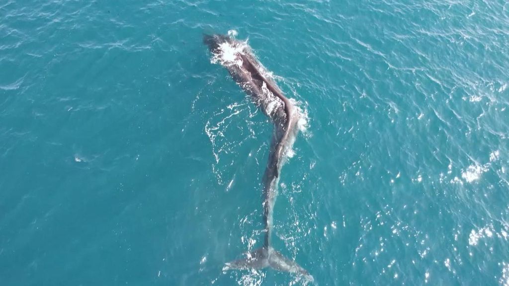 Avistan una ballena con escoliosis frente a la costa de Cullera
