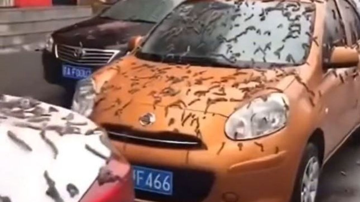 La misteriosa 'lluvia de gusanos' en China que causa sensación en redes sociales