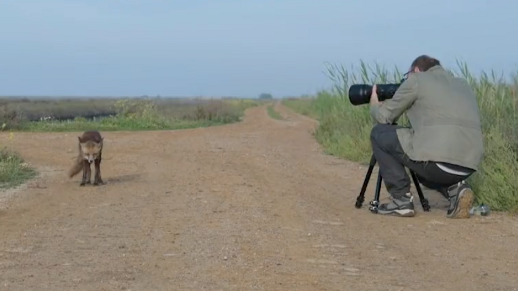 Carlos y Roco, la amistad entre un fotógrafo y un zorro en el corazón de Doñana