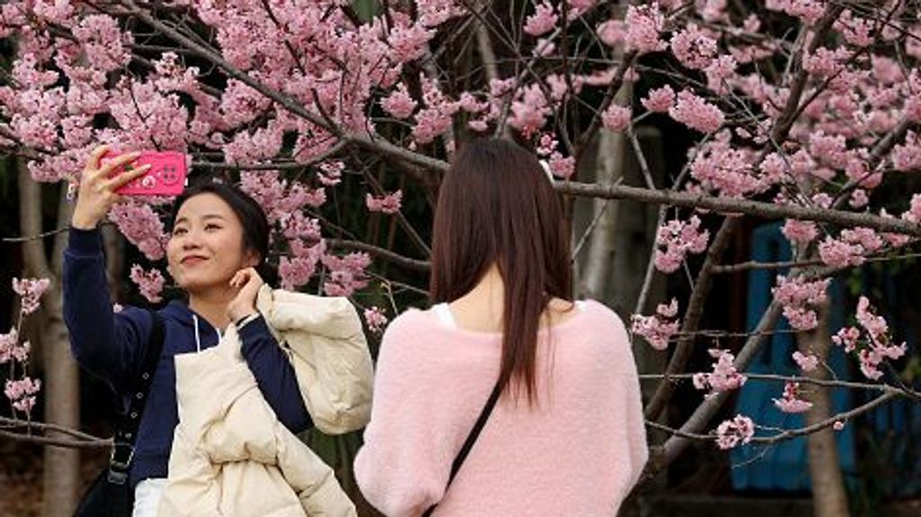 Flores de cerezo en Wuhan en marzo 2023