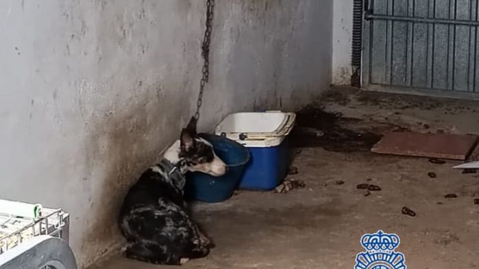 La finca del 'horror' animal en Málaga: rescatan a un perro a punto de morir entre cadáveres de conejos, gallinas y otro perro